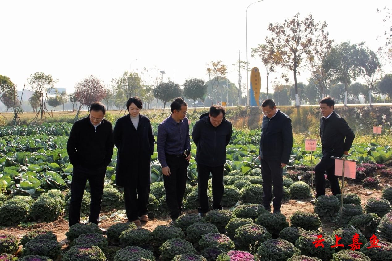 嘉魚縣人民政府門戶網(wǎng)站與赤壁企業(yè)網(wǎng)站建設(shè) 數(shù)字化轉(zhuǎn)型中的雙輪驅(qū)動(dòng)